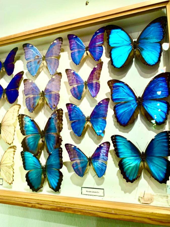 Villa Butterfly Budapest Luaran gambar